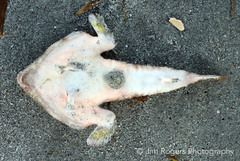 Ogcocephalus cubifrons