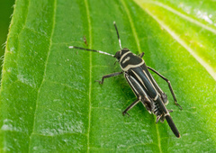 Ripipteryx rivularia