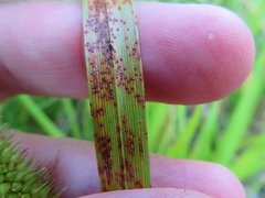 Puccinia caricina