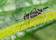 Ripipteryx rivularia