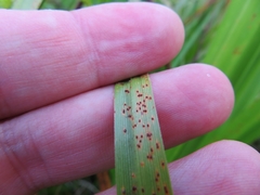 Puccinia caricina