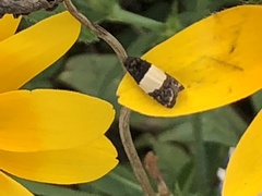 Epiblema tripartitana