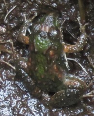 Pseudopaludicola canga