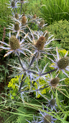 Eryngium amethystinum