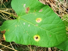 Puccinia convolvuli