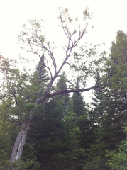 Fraxinus nigra