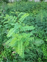 Robinia pseudoacacia