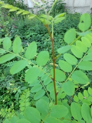 Robinia pseudoacacia