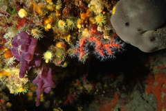 Corallium rubrum