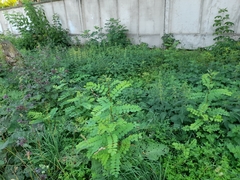 Robinia pseudoacacia