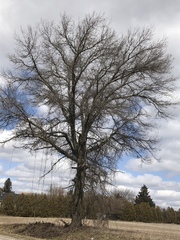 Quercus ellipsoidalis