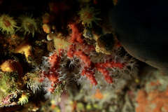 Corallium rubrum