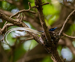 Terpsiphone viridis