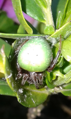 Araneus apricus