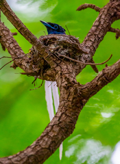 Terpsiphone viridis