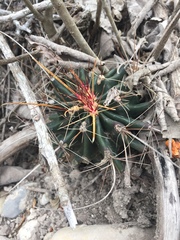 Hamatocactus