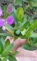 Araneus apricus