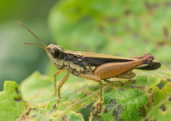 Orphulella concinnula