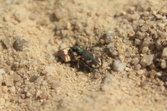 Cicindela limbalis