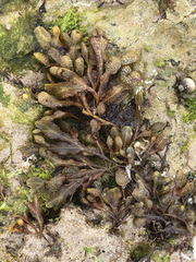 Fucus guiryi