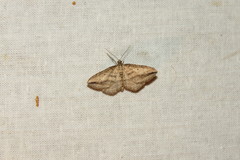 Orthonama vittata