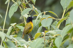 Ploceus alienus