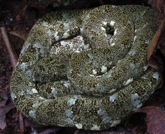 Bothrops taeniatus