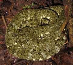 Bothrops taeniatus