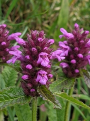 Betonica hirsuta