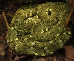 Bothrops taeniatus