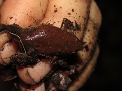 Chiasmocleis avilapiresae