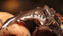 Chiasmocleis avilapiresae