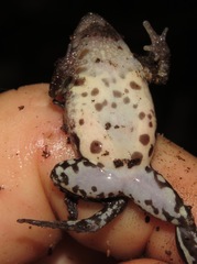 Chiasmocleis avilapiresae