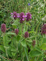 Betonica hirsuta