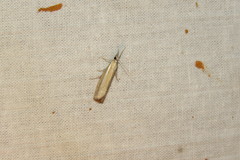 Agriphila selasella