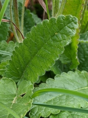 Betonica hirsuta