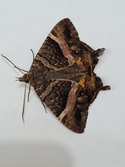 Coronidia leachi
