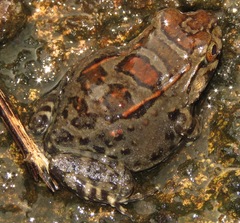 Leptodactylus knudseni