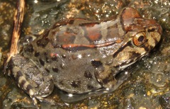 Leptodactylus knudseni