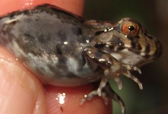 Leptodactylus knudseni