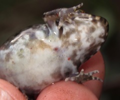 Leptodactylus knudseni