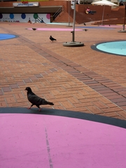 Columba livia domestica