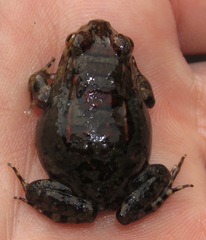 Leptodactylus knudseni