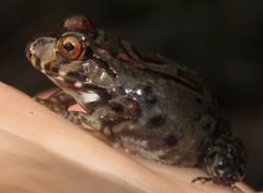 Leptodactylus knudseni