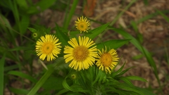 Inula japonica