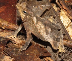 Rhinella castaneotica