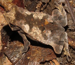 Rhinella castaneotica