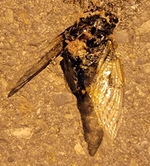 Cryptotympana atrata