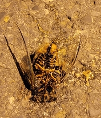 Cryptotympana atrata