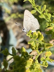 Satyrium sylvinus